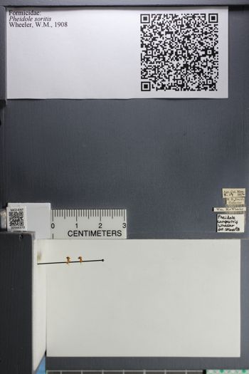 Media type: image;   Entomology 566373